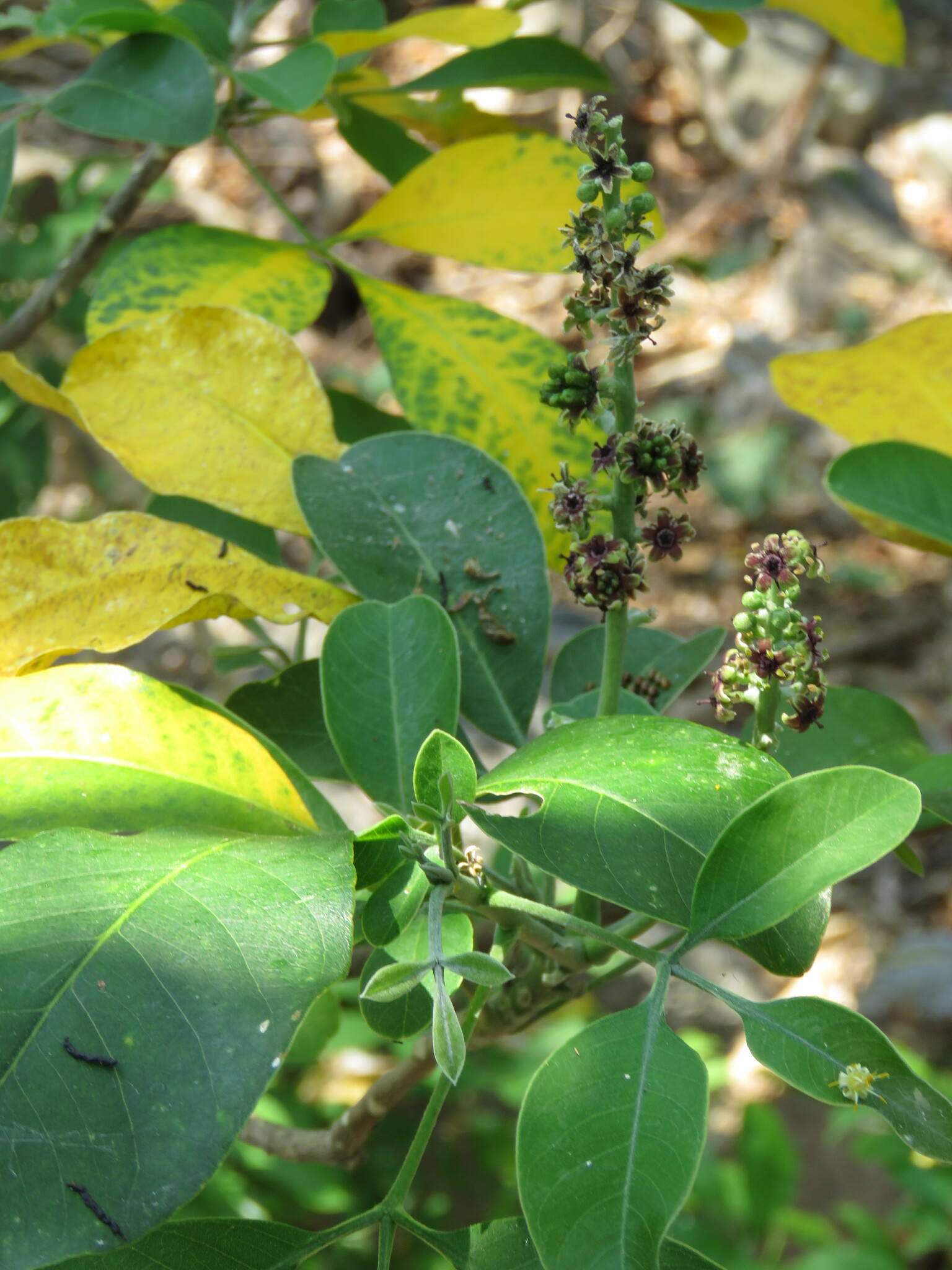 Pilocarpus racemosus